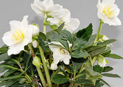 Helleborus Gold Collection Jonas®