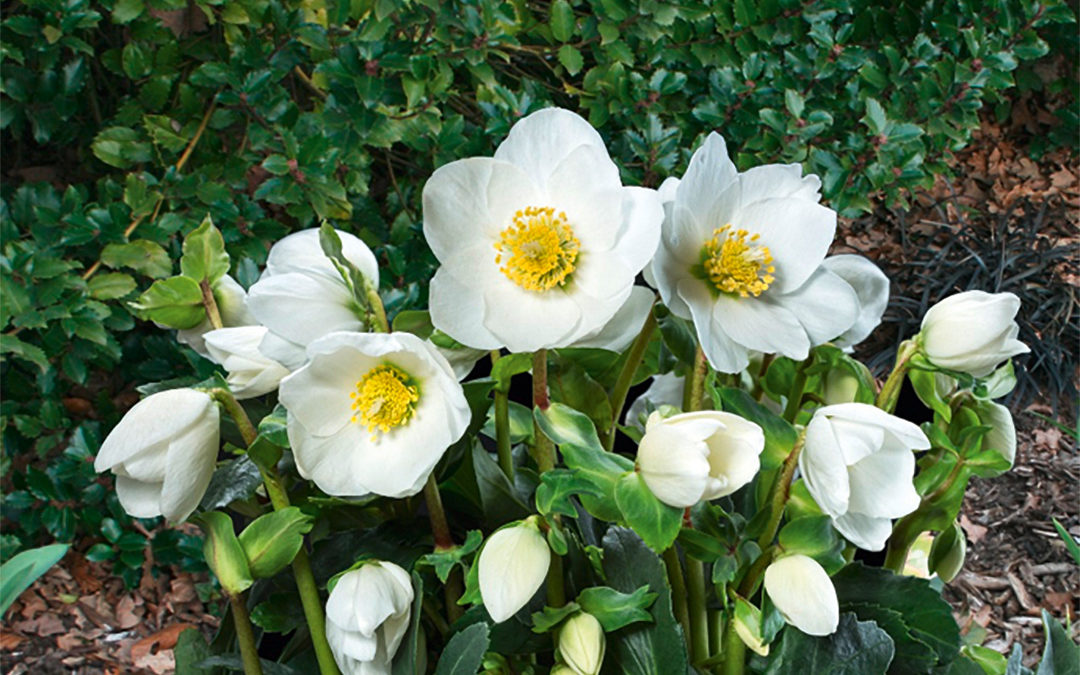 Helleborus Gold Collection Jasper®