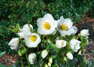 Helleborus Gold Collection Jasper®