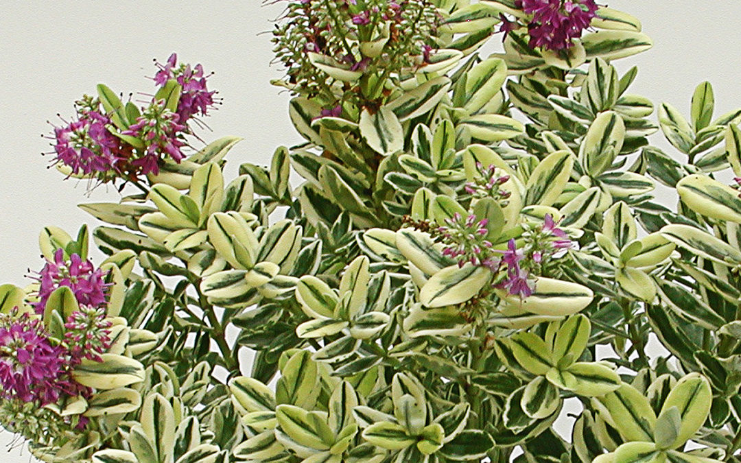 Hebe andersonii bunt