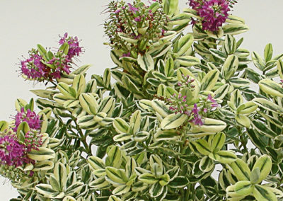 Hebe andersonii panaché
