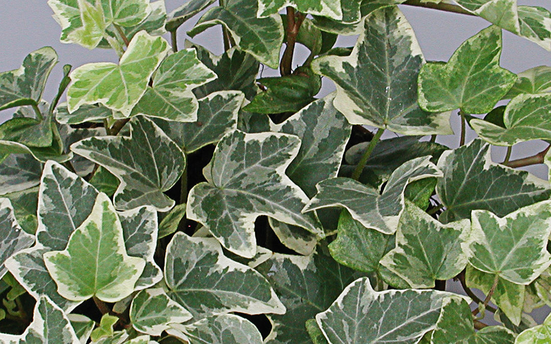 Hedera helix bunt weiss
