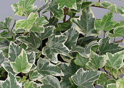 Hedera helix panaché de blanc