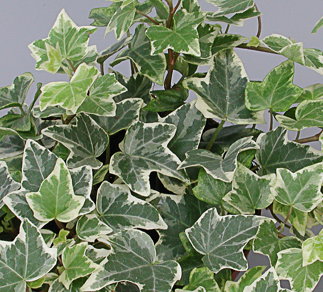 Hedera-grün-weiss-T12-detail Hedera helix panaché de blanc