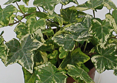 Hedera helix panaché