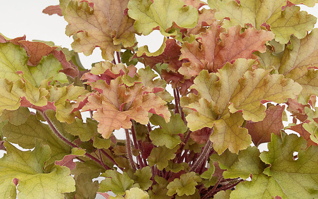 Heuchera Marmelade