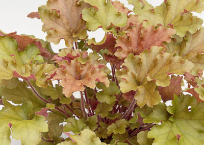 Heuchera Marmelade