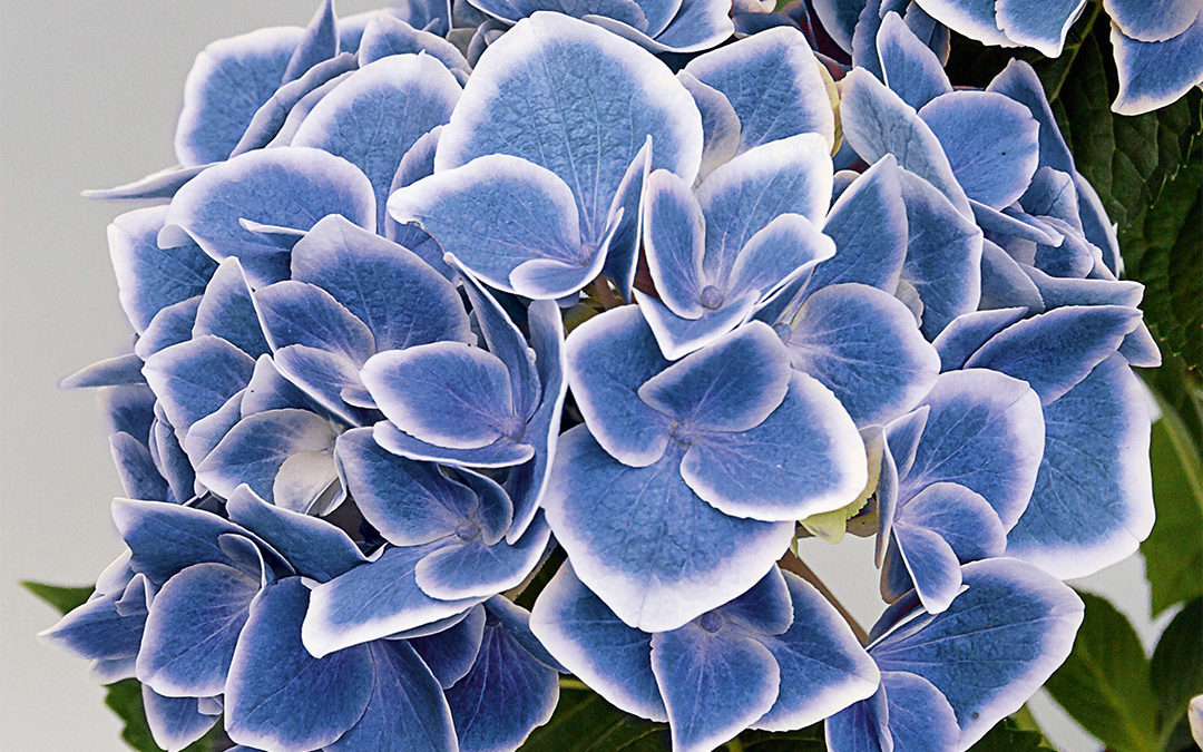 Hortensia Tivoli Blue