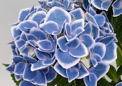 Hortensia Tivoli Blue