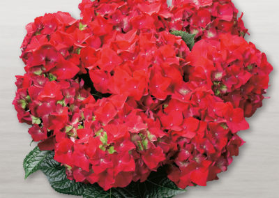 Hortensia Hot Red