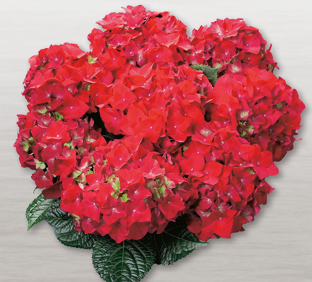 Hot_Red_Schatten_weiss Hortensia Hot Red