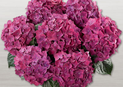 Hortensia Hot Red Lila