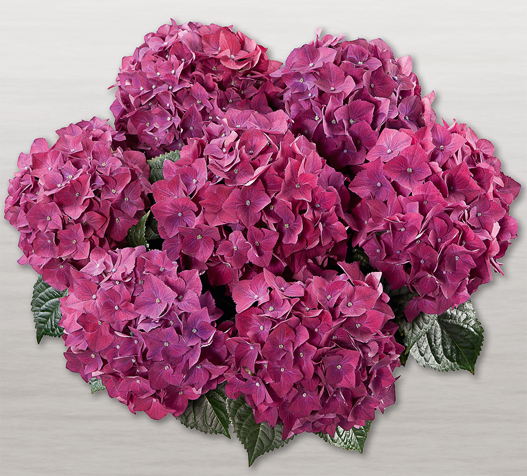 Hot_Red_lila_weiss Hortensia Hot Red Lila