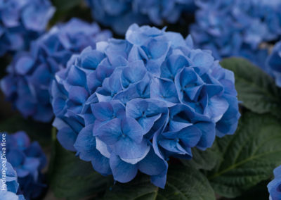 Hortensia remontant Diva fiore® Bleu