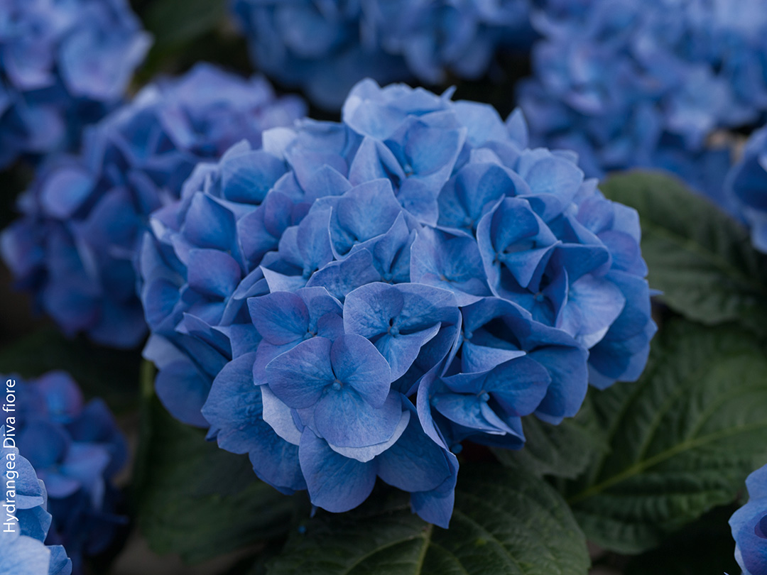 Hydrangea-Diva-fiore-Copyright-Artmeyer-4228297 Hortensia remontant Diva fiore® Bleu