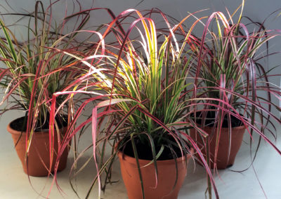 Pennisetum advena Sky Rocket