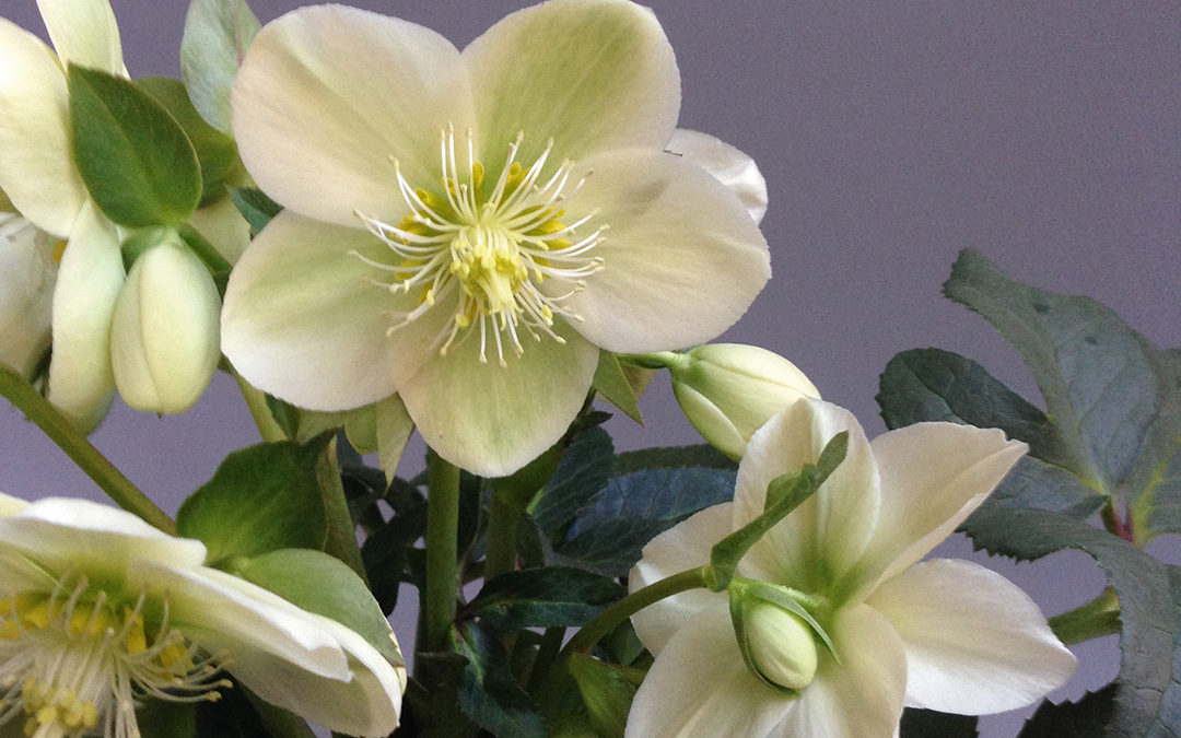 Helleborus HGC® Ice Breaker® Pico