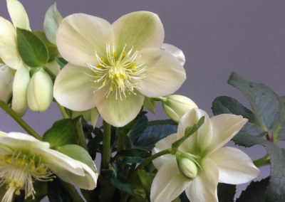 Helleborus HGC® Ice Breaker® Pico