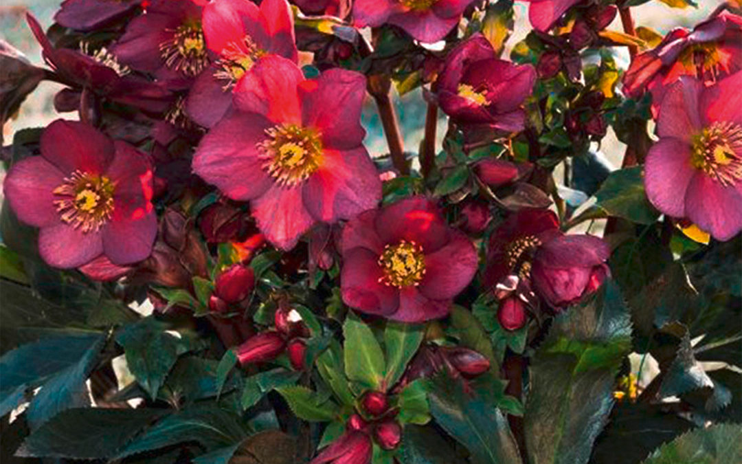 Helleborus HGC® Ice N’Roses® Red