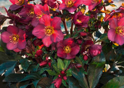 Helleborus HGC® Ice N’Roses® Red