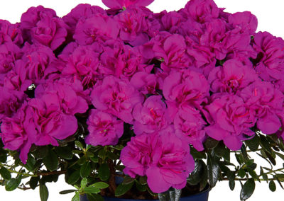 Azalée Christine Lady Violet