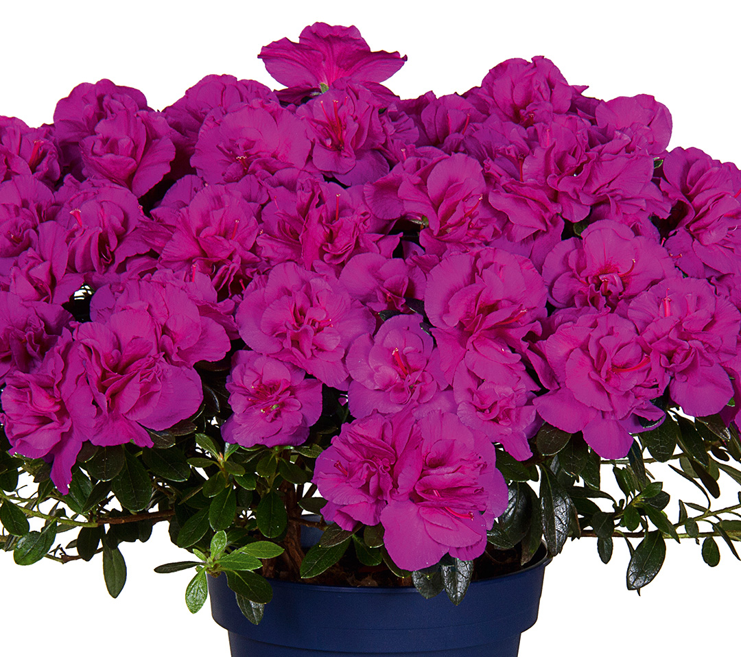 Lady-Violet_whitebg Azalée Christine Lady Violet
