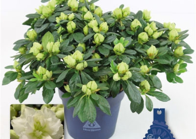 Azalée Christine Lime Green