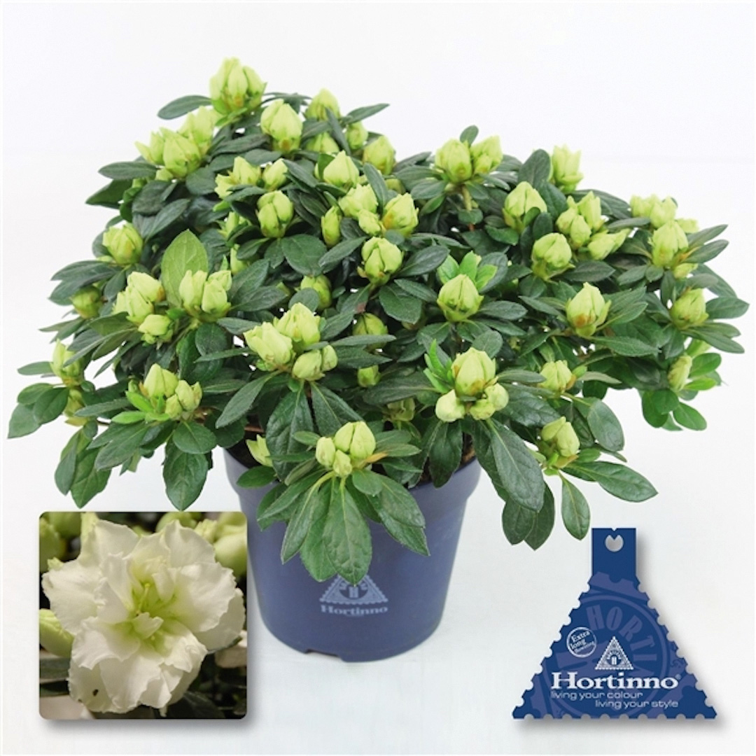 Lime-Green_v_t5 Azalée Christine Lime Green