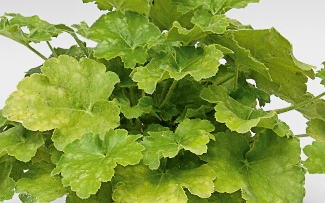 Heuchera Lime Ruffles