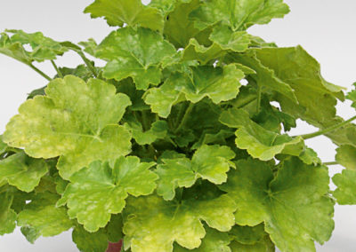 Heuchera Lime Ruffles