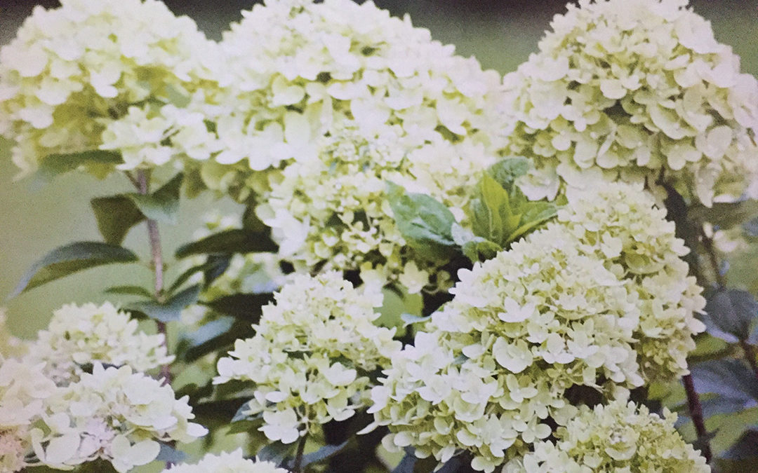 Hydrangea paniculata Little Lime®
