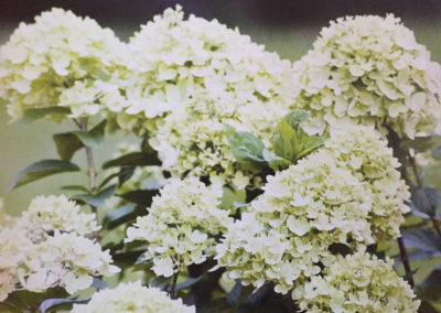 Hydrangea paniculata Little Lime®