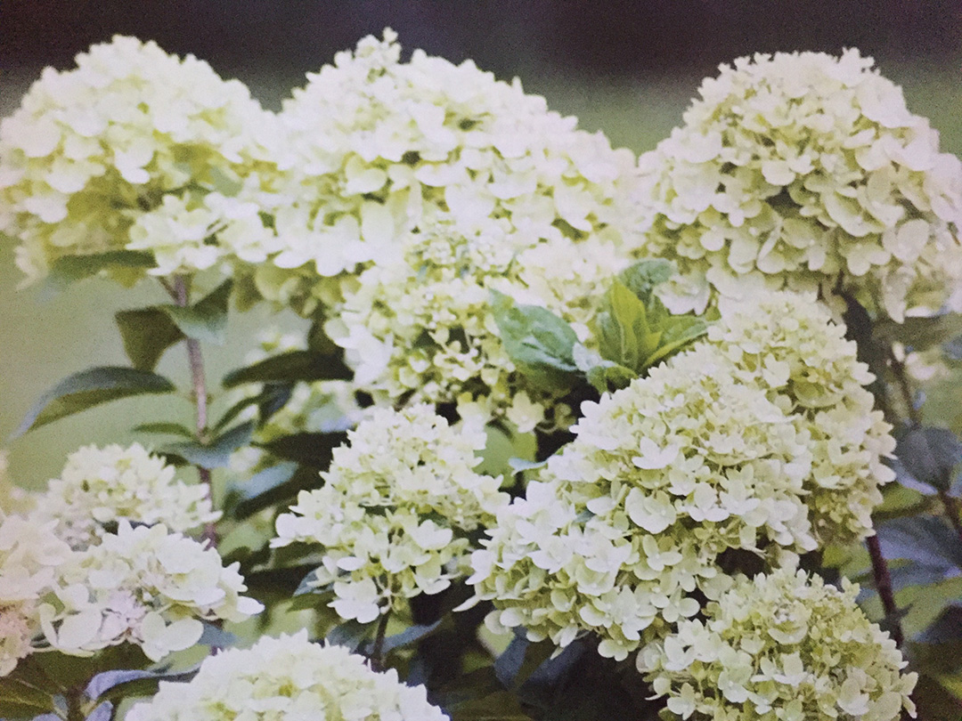 Little-Lime Hydrangea paniculata Little Lime®