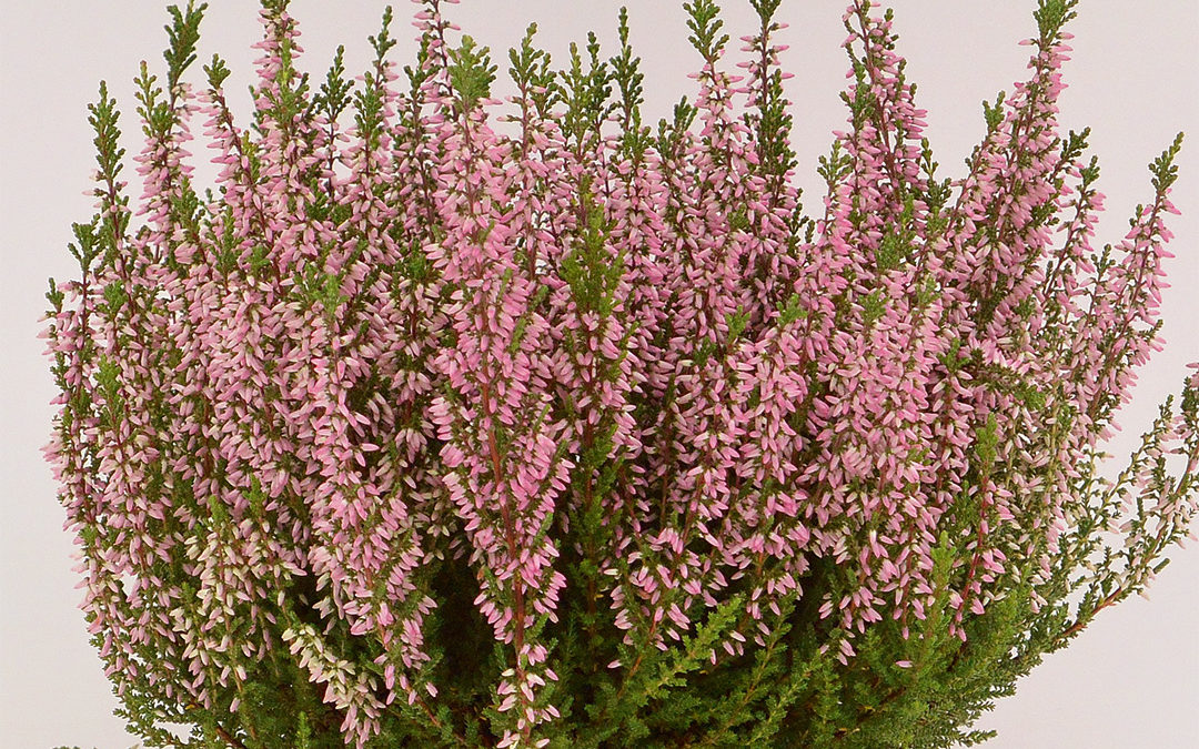 Calluna Beauty Ladies Melina