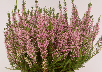 Calluna Beauty Ladies Melina