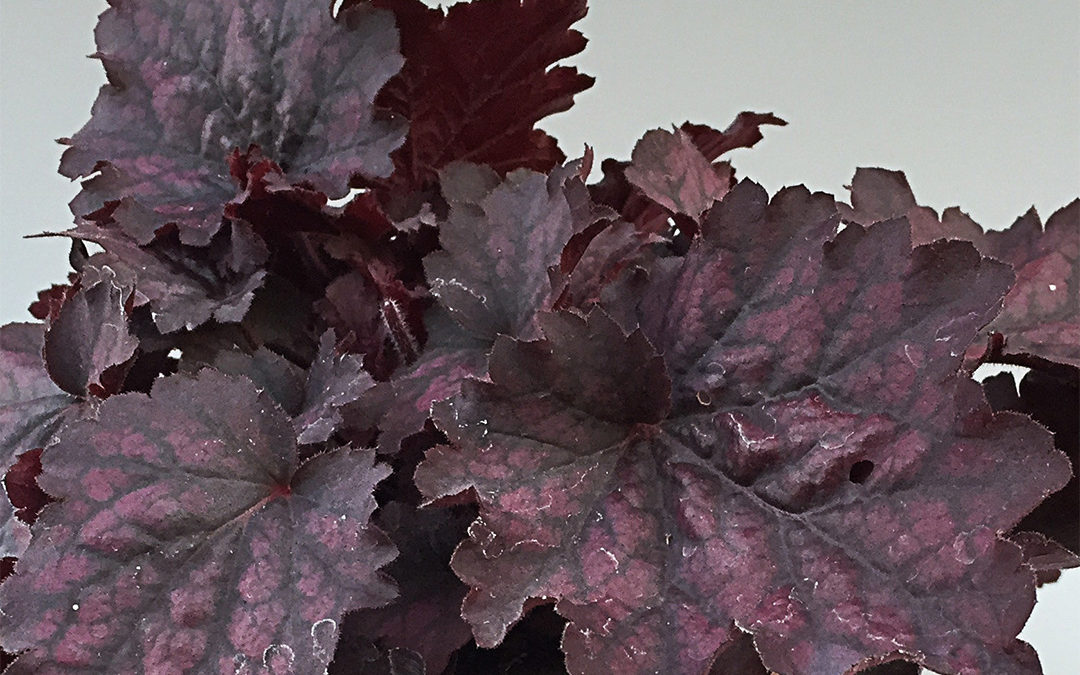Heuchera Midnight Bayou