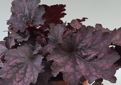 Heuchera Midnight Bayou
