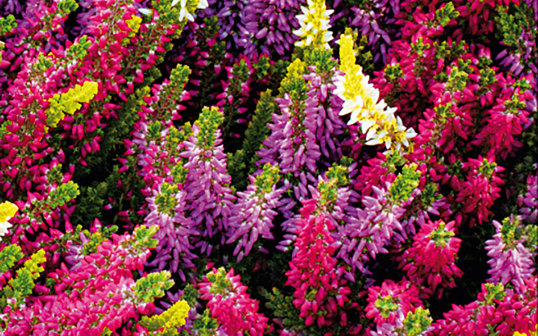 Calluna Trio Milca gelb
