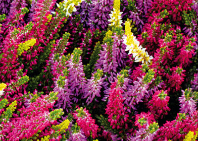 Calluna Trio Milca jaune