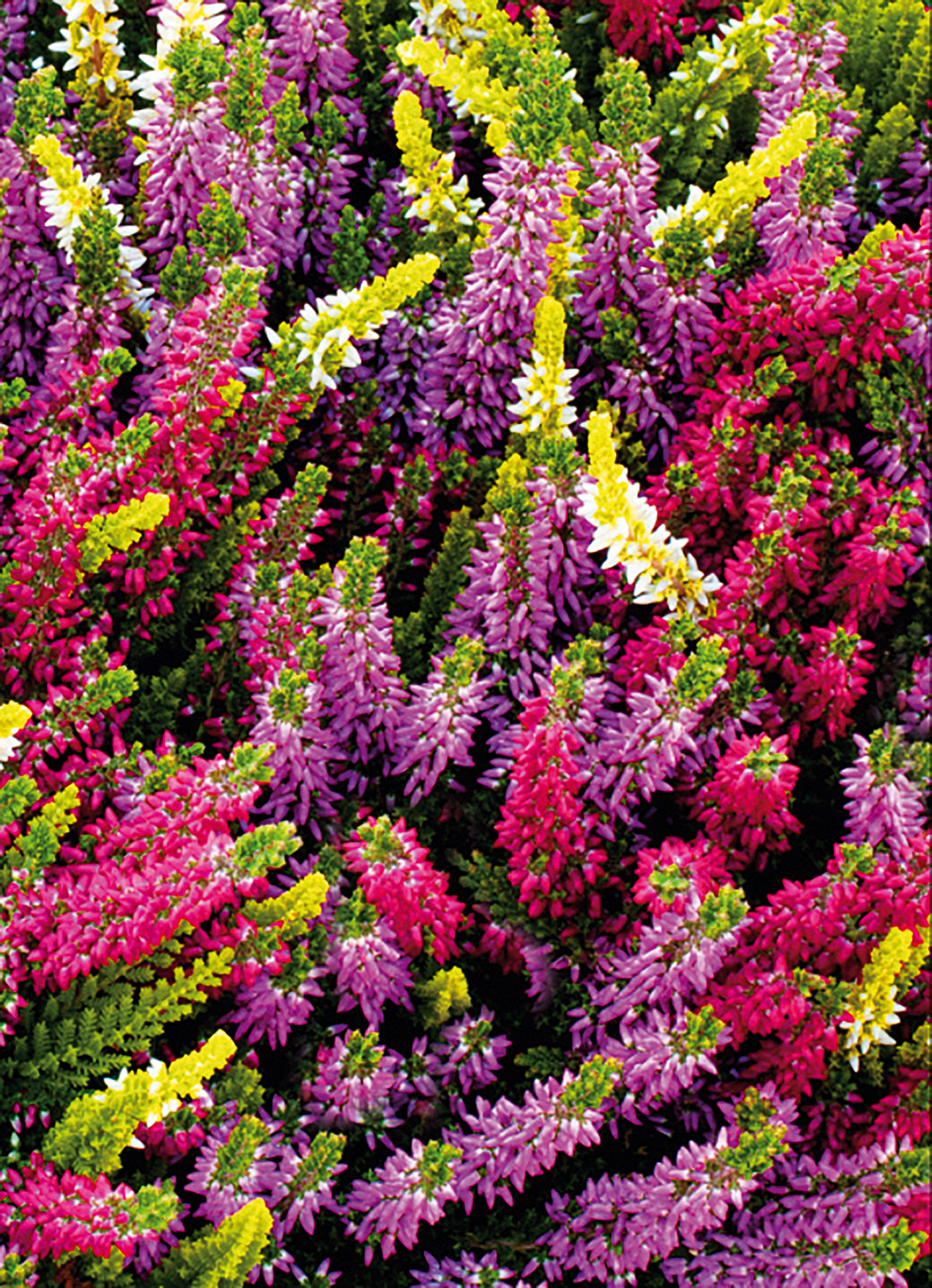 Milca-Trio Calluna Trio Milca jaune