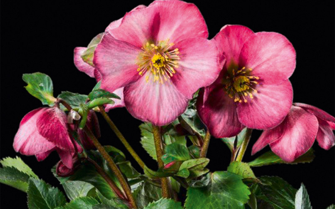 Helleborus HGC® Madame Lemonnier®