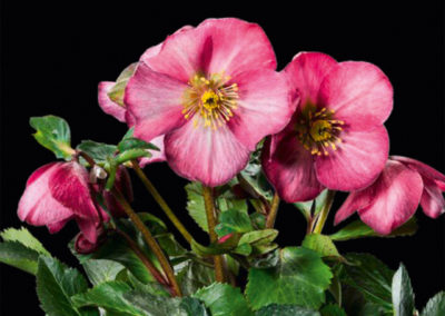 Helleborus HGC® Madame Lemonnier®