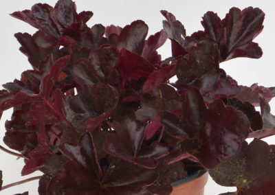 Heuchera Obsidian