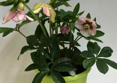 Helleborus orientalis Painted Bunting