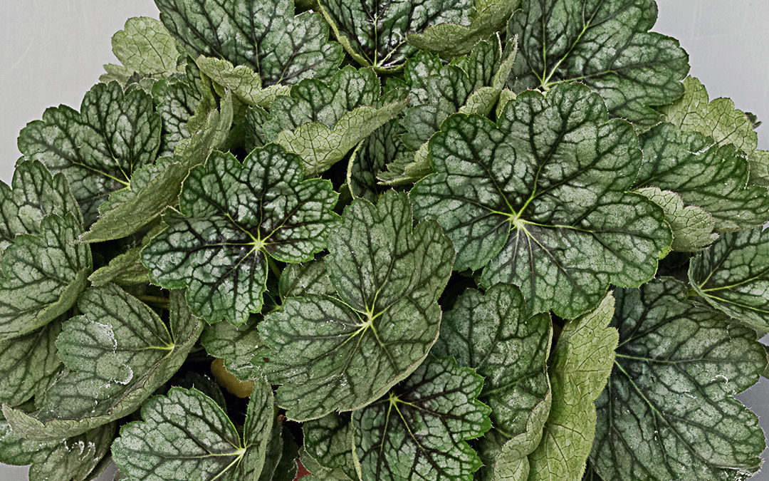 Heuchera Peppermint