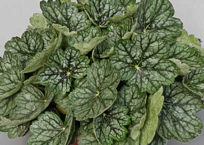 Heuchera Peppermint