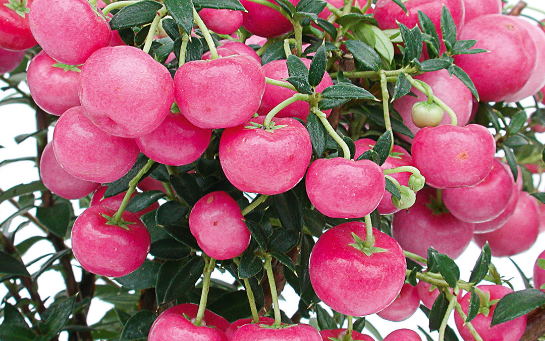 Pernettya mucronata Baies