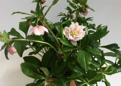 Helleborus orientalis Phoebe