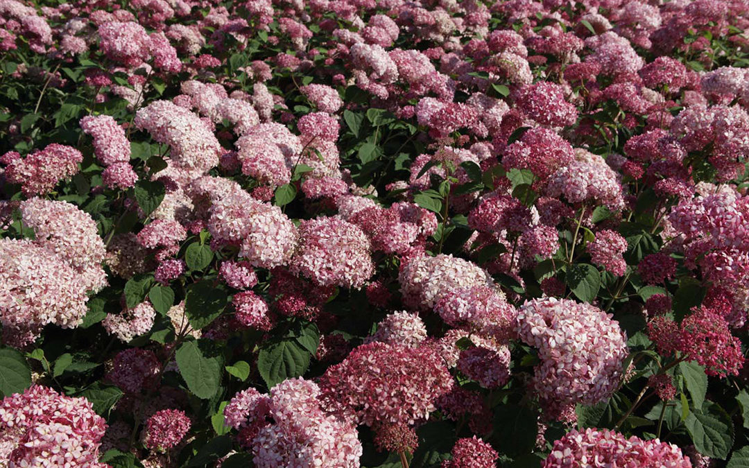 Hydrangea arborescens Pink Annabelle®