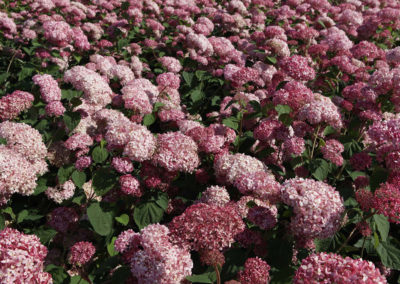 Hydrangea arborescens Pink Annabelle®